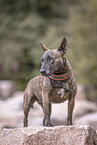 brindled Miniature Bull Terrier