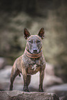 brindled Miniature Bull Terrier