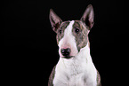 Mini Bull Terrier