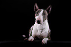 Mini Bull Terrier