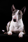 Mini Bull Terrier inf ront of black background