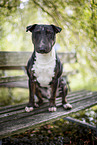 Mini Bull Terrier