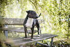 Mini Bullterrier
