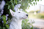 Mini Bull Terrier in syringa