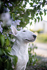 Mini Bull Terrier in syringa