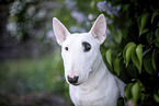 Mini Bull Terrier in syringa
