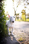 Mini Bull Terrier in syringa