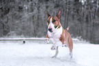 male Miniature Bullterrier