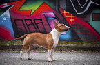 male Miniature Bullterrier