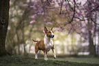 male Miniature Bullterrier