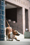 male Miniature Bullterrier