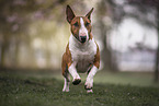 male Miniature Bullterrier