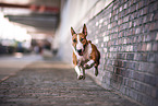 male Miniature Bullterrier