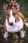 male Miniature Bullterrier
