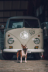 male Miniature Bullterrier