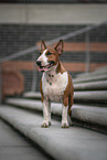 male Miniature Bullterrier