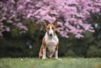 male Miniature Bullterrier