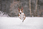 male Miniature Bullterrier