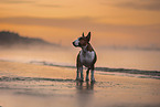 male Miniature Bullterrier