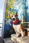 male Miniature Bullterrier