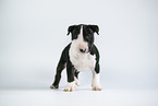 Miniature Bull Terrier Puppy