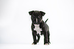 Miniature Bull Terrier Puppy