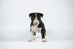 Miniature Bull Terrier Puppy