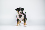 Miniature Bull Terrier Puppy