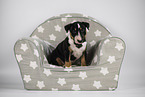 Miniature Bull Terrier Puppy