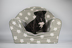 Miniature Bull Terrier Puppy