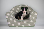 Miniature Bull Terrier Puppy