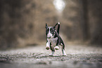 Miniature Bull Terrier Puppy