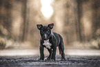 Miniature Bull Terrier Puppy