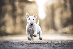 Miniature Bull Terrier Puppy