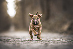 Miniature Bull Terrier Puppy