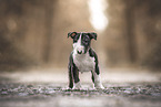 Miniature Bull Terrier Puppy