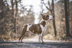adult Miniature Bull Terrier