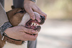 adult Miniature Bull Terrier