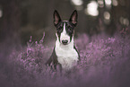 adult Miniature Bull Terrier