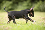 Miniature Bullterrier Puppy
