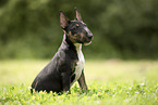 Miniature Bullterrier Puppy