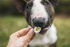female Miniature Bullterrier