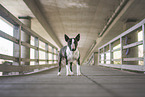 female Miniature Bullterrier