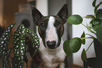 female Miniature Bullterrier