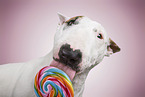 female Miniature Bull Terrier