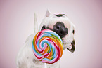 female Miniature Bull Terrier