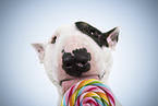 male Miniature Bull Terrier