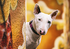 white Miniature Bull Terrier