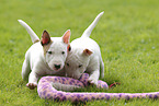 Miniature Bull Terrier Puppies