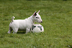 Miniature Bull Terrier Puppy